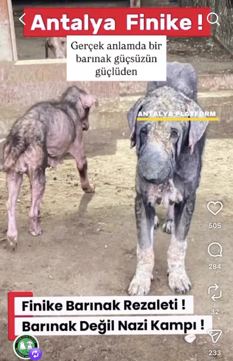Demir2020205's tweet photo. @vykl91 @serdare @magazin_eki çok bayıldığınız barınaklar olmayan barınaklarda ölüme yolladığınız canlar kim bu canlara ne yaşattı ve yaşatıyorsa 1000 katını yaşatsın! https://t.co/smo4XBczER