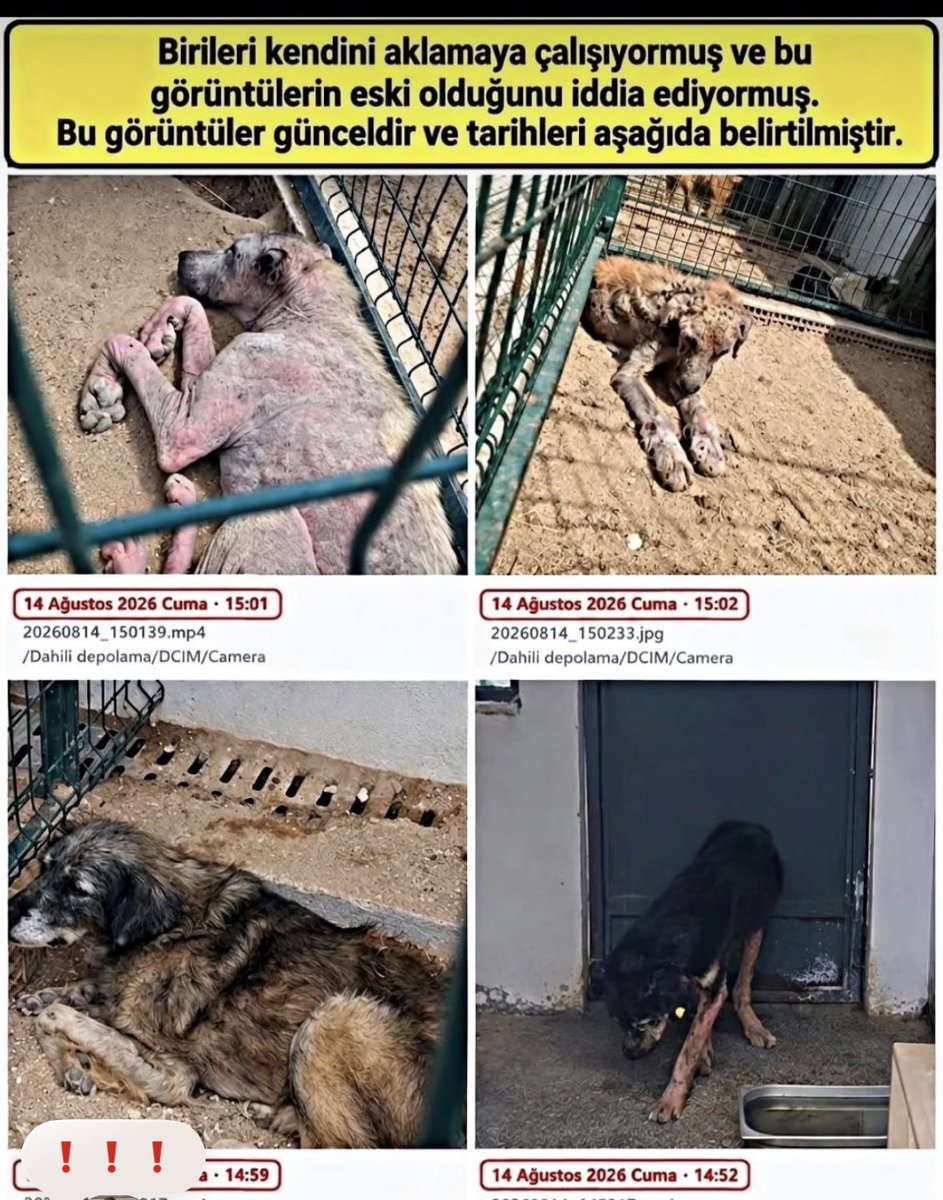 Demir2020205's tweet photo. @vykl91 @serdare @magazin_eki çok bayıldığınız barınaklar olmayan barınaklarda ölüme yolladığınız canlar kim bu canlara ne yaşattı ve yaşatıyorsa 1000 katını yaşatsın! https://t.co/smo4XBczER