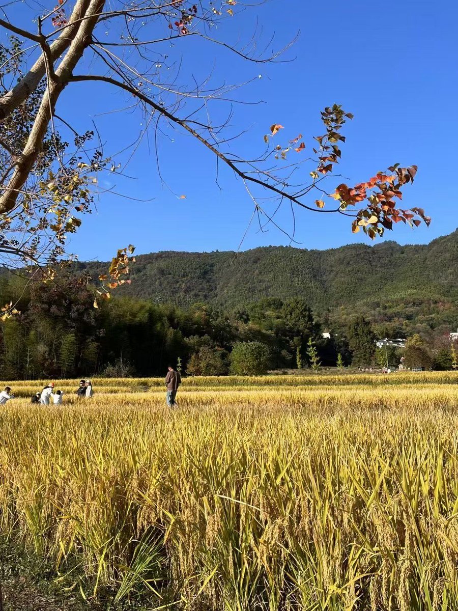 fluxglm75d's tweet photo. [I sat on the heated kang while the rice plants swayed gently, making me look for a filtered cool breeze.]， https://t.co/Yqa9zVyiRH