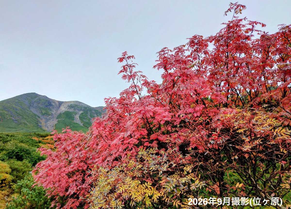 norikura_org's tweet photo. 【乗鞍大雪渓WebSite】《長野側県道乗鞍岳線情報》本日10月1日(木)6時30分現在
※乗鞍高原:晴8.0℃,上部視界良好,警報等なし
※三本滝7時開門,県境まで全線通行可,シャトルバス通常運行
※位ヶ原〜大雪渓の紅葉は見頃の時期に入ってきました
※【重要】10月より開門時間が6→7時に変更 https://t.co/z4uKzdGuoV