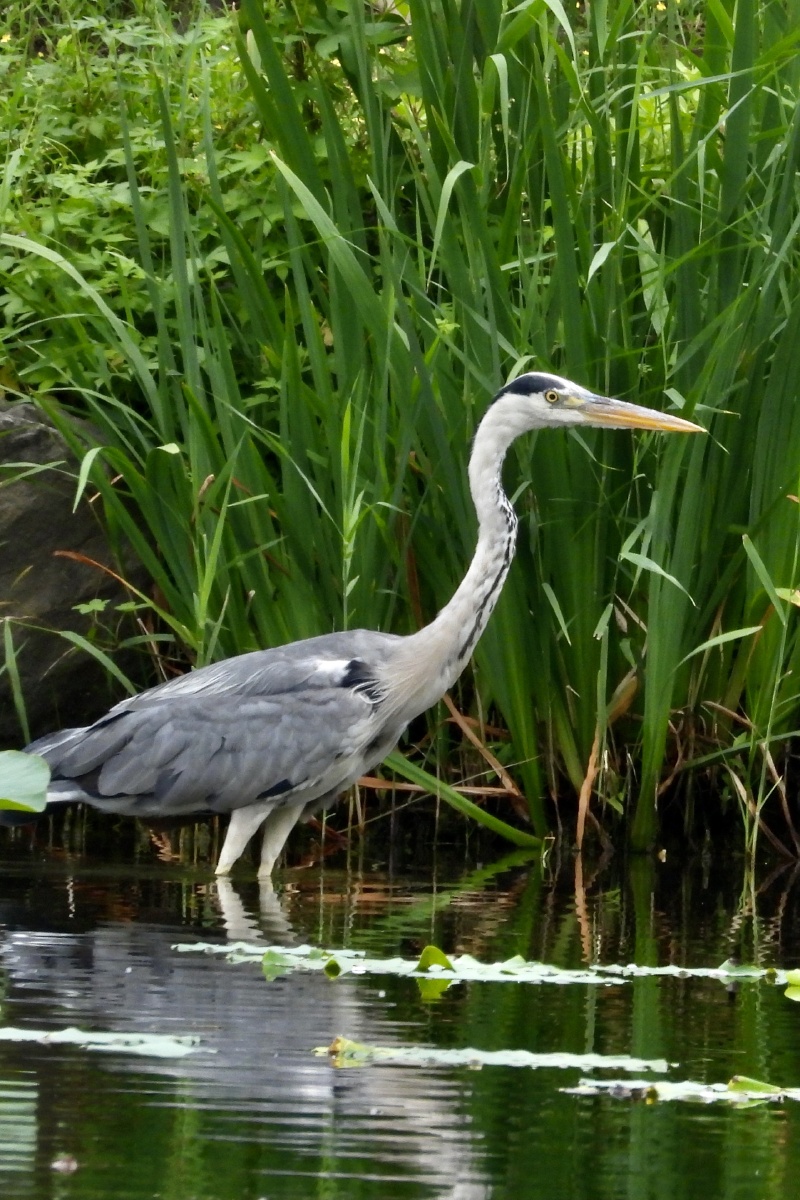 sidf6238722's tweet photo. The heron stands by the riverside, its feathers slightly disheveled as if a gust of wind just breezed by—who’d want to carry my picnic blanket that got tangled under the tree, I’m feeling so warm and cozy in this sun!， https://t.co/3QhZQBSnT6