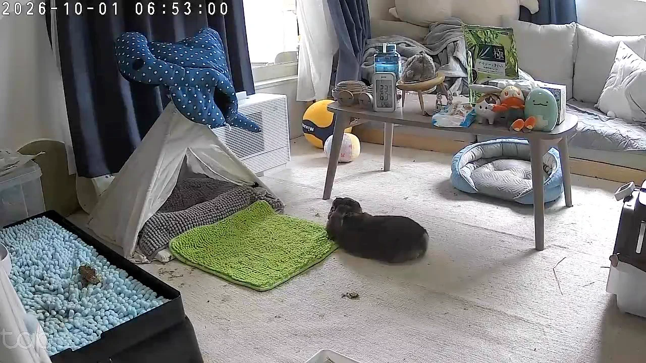 うさぎのおくち 今日もうちのうさぎがかわいい on X / X
