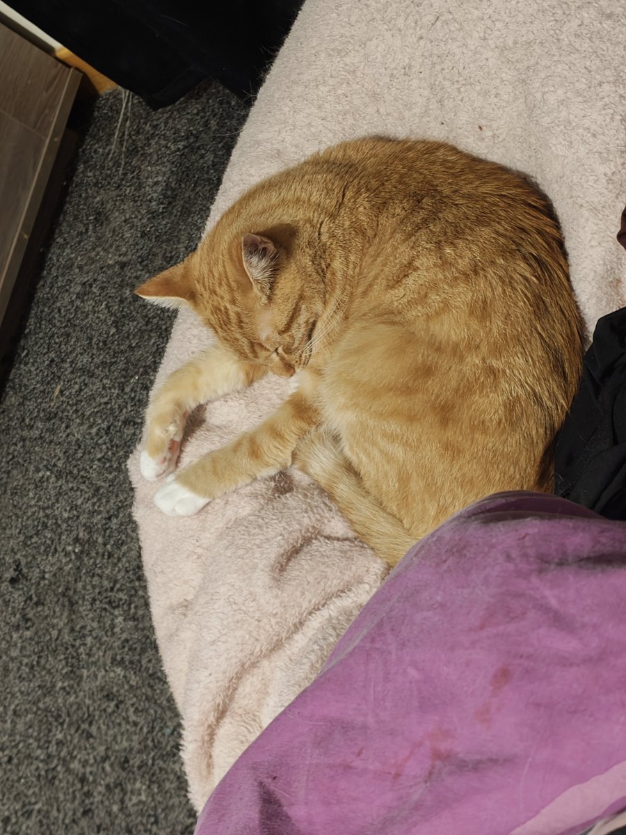 IslomeRay's tweet photo. my fuckass cat has decided that my skin care routine is also the time where she comes to run around me and play with the reflections 

she so dumb i love her https://t.co/Cl9es9Kves