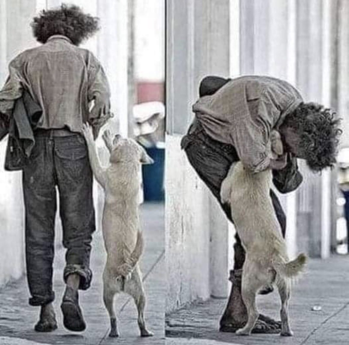 Gabriel_Cas_Cer's tweet photo. HOY HE ADOPTADO A UN HUMANO

Me partió el corazón verlo tan solo y desorientado. Y, de repente, conseguí que sus ojos llenos de lágrimas se cruzaran con los míos. No me gusta el olor a tristeza. Tenía tantas ganas de lanzarme sobre él. Me habló con ternura y supe que tenía que rescatarlo. Ese humano me necesitaba. Así que ladré con todas mis fuerzas y lo seguí durante varias manzanas.
Me acerqué más, podía oler sus manos. El humano sonrió por un instante y, cuando me cogió en sus brazos, empecé a sentir cómo su corazón frío se calentaba. Me acerqué a sus mejillas y sentí cómo una lágrima resbalaba por ellas. Lo miré fijamente y su respuesta fue una sonrisa radiante. Salté emocionado a sus brazos, le prometí portarme bien, quererlo para siempre y no separarme nunca de su lado.
Qué suerte tuvo de pasar por esa manzana, por esa calle, y yo también me siento afortunado.
Había tanta gente pasando por allí y nadie me miraba. Todos preocupados, todos absortos en sus propios problemas. ¡Me alegro de que nadie más me eligiera! Hoy he salvado una vida. Hoy he adoptado a un humano. 🐾🕊️💞
Créditos para el autor correspondiente ~✍️