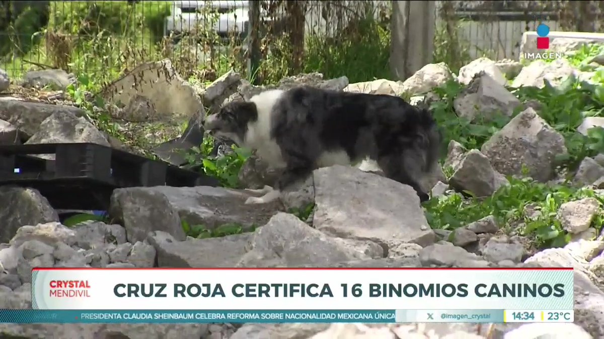 A black and white search and rescue dog walking on rocky terrain; the news ticker reads 'CRUZ ROJA CERTIFICA 16 BINOMIOS CANINOS' on the show 'Imagen' at 14:34.