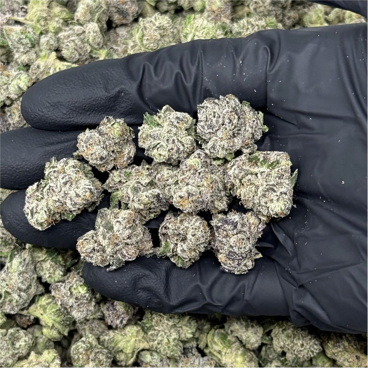 caliplug_distro's tweet photo. STRAIN: Blue Nerdz 🌿
TYPE: SMALLZ 📦
PRICE: $650 💰
👀 Bag Appeal: 8/10
📏 Nug Size: 6/10
🧱 Structure: 8/10
👃 Nose: 7/10
💧 Freshness: 8/10
✂️ Trim/Cleanliness: 8/10
🌀 Breakdown: 9/10
👅 Taste/Smoothness: 9/10
🔥 Burn/Ash: 10/10

TOTAL: 80/100 🏆

AVAILABLE @caliplug_distro📍 https://t.co/XVOVTIbPSZ