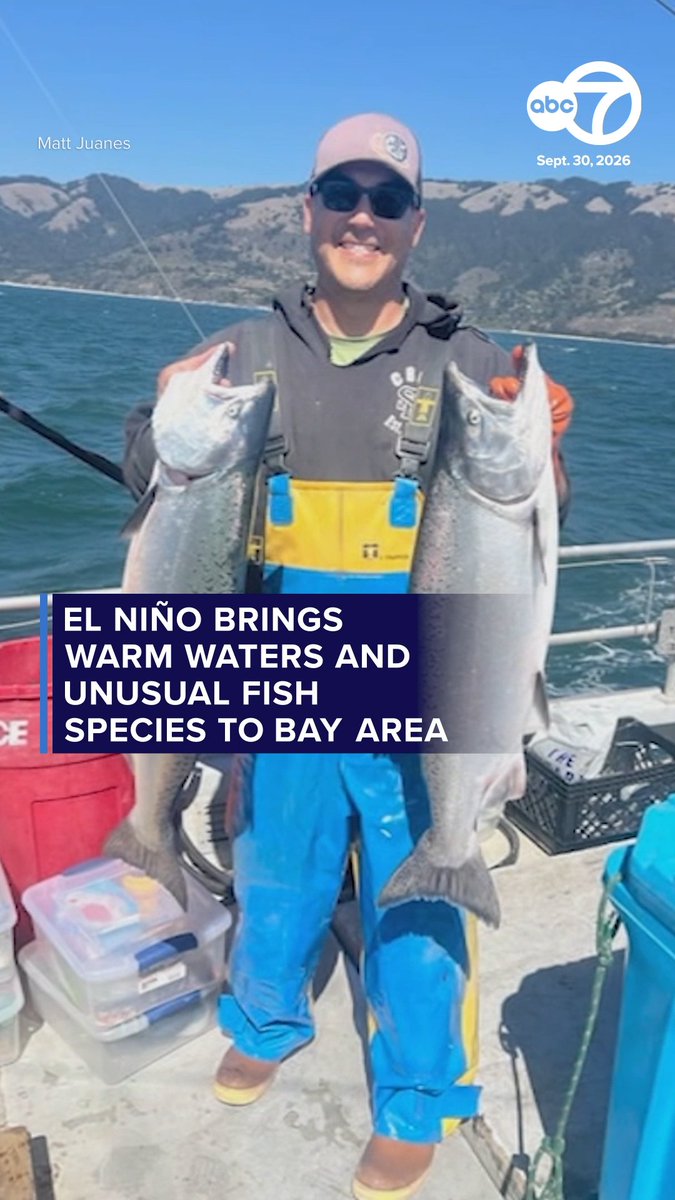 ABC7 news screenshot dated Sept. 30, 2026 showing a man on a fishing boat holding two large salmon, with text reading 'EL NIÑO BRINGS WARM WATERS AND UNUSUAL FISH SPECIES TO BAY AREA' credited to Matt Juanes.