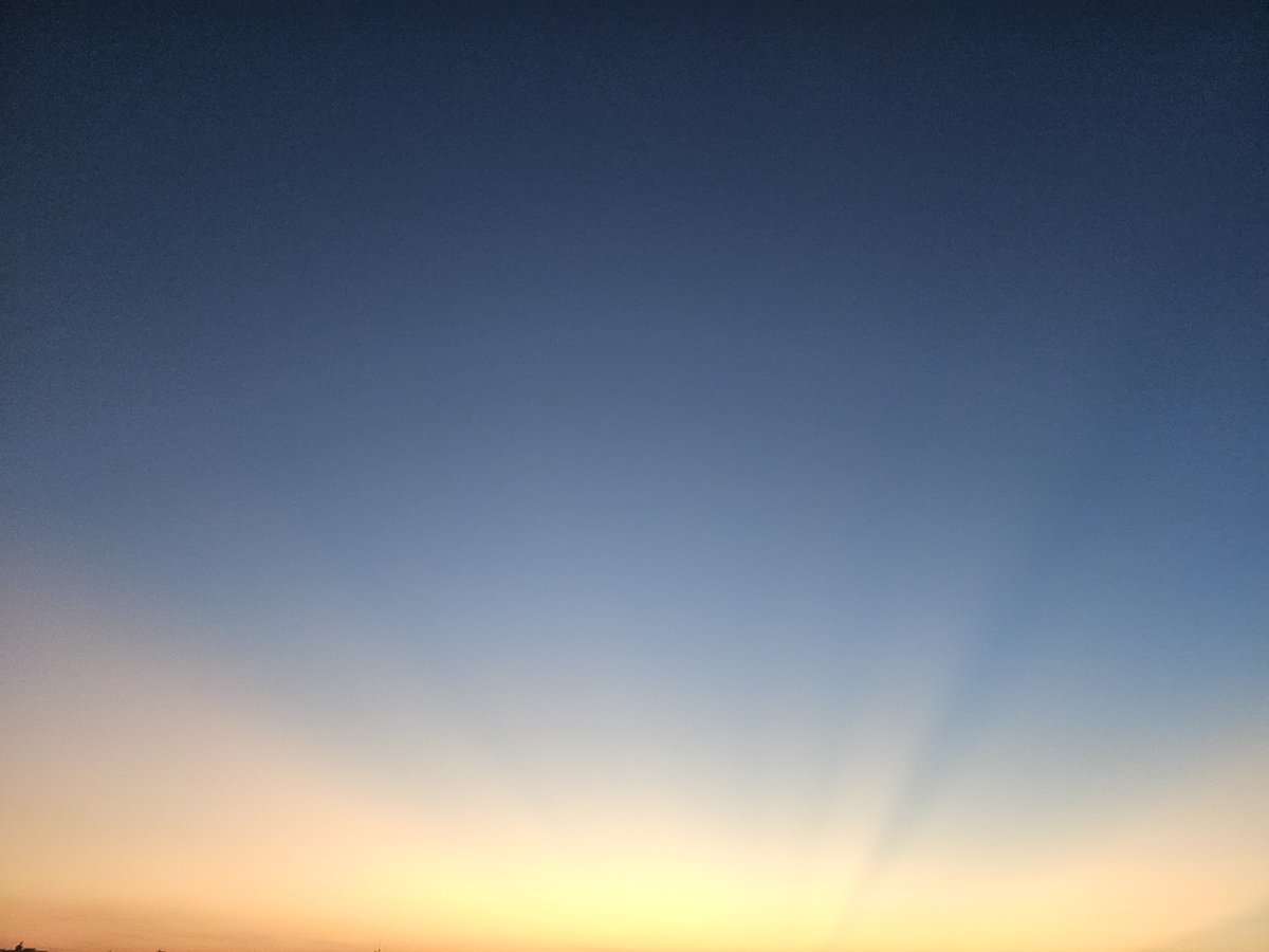 furalyman's tweet photo. どこかの新聞社のロゴのように、陽光が天に向かって射している。朝顔も満開の時を迎えてる https://t.co/VBfG7v3Q2Y