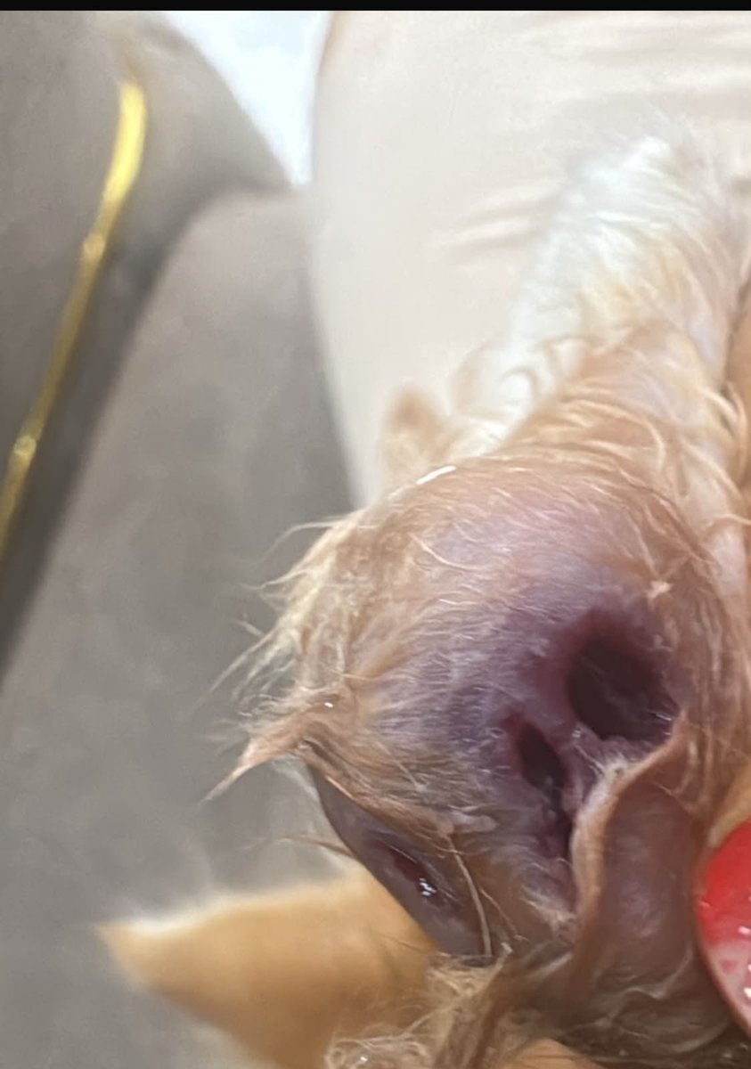 Animal_rescue0's tweet photo. #انقاذ #قطط #أبها
قط عمره شهر امه ماتت مدعوسة والحين معه صديد في رجله يحتاج علاج سريع قبل لا يفقد رجله 
ابها 0558737930 https://t.co/CPVnIlfAB9