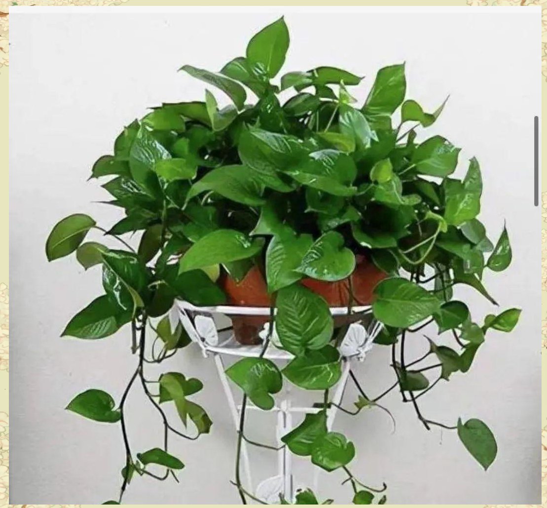 TulaHofstac1's tweet photo. Pro tip: Water your pothos only when the top 2 inches of soil dry out – overwatering is the #1 killer! https://t.co/GEfoHzU6tV