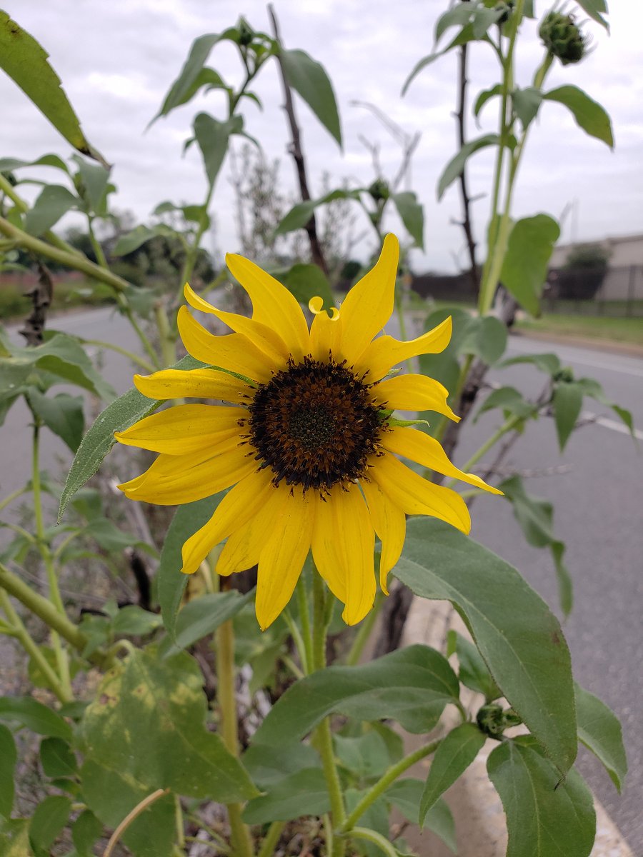 concretebotany's tweet photo. Common #Sunflower (Solidago annuus) shot this morning on Columbus.
#Bloomscrolling #Wildflowers #Sunflowers
https://t.co/tesfnKcmzd https://t.co/NSVPRGmfxW