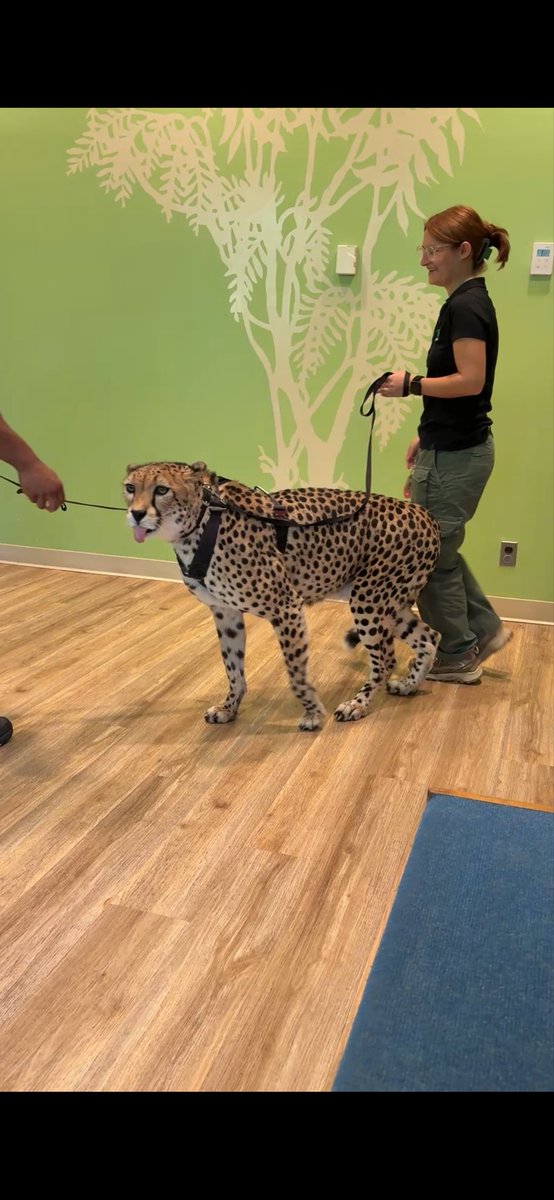 _tender_vittles's tweet photo. My partner and I went to the Bronx Zoo and got to meet a special friend and now I am utterly obsessed with cheetahs https://t.co/zNZpvMql8r