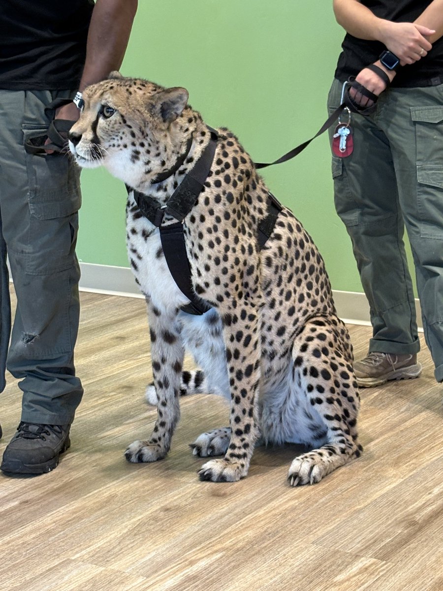 _tender_vittles's tweet photo. My partner and I went to the Bronx Zoo and got to meet a special friend and now I am utterly obsessed with cheetahs https://t.co/zNZpvMql8r