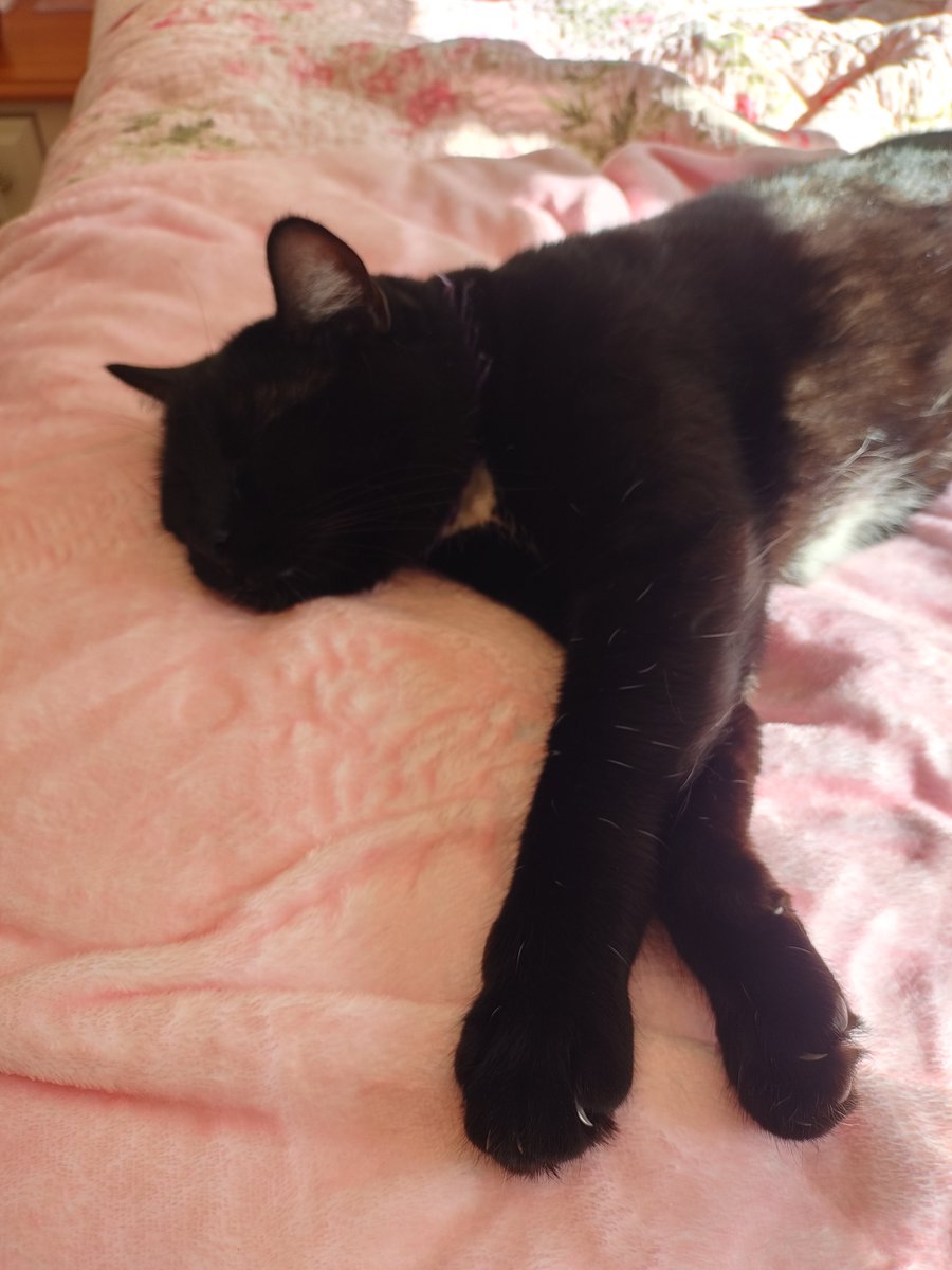 faerynslibrary's tweet photo. The perfect little writing buddy ^w^ https://t.co/LHZ6rQY64h