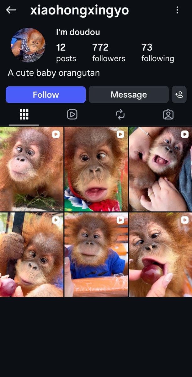 pongo_spp's tweet photo. ⚠️ ANIMAL EXPLOITATION WARNING ⚠️ 
Everybody, can you please report and not interact with this account on Instagram (reminder all interactions can boost it) this is so terrible :(( I can't imagine what this baby has gone through especially to become cross-eyed https://t.co/S5RoWYMd4F