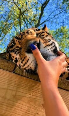 po_lariis's tweet photo. achei meu gatinho laranja https://t.co/4L5xcGMHDX