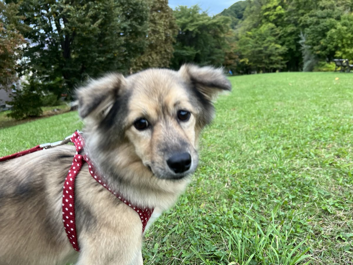 majorinko's tweet photo. 朝んぽ🐶☂️🍁 https://t.co/lnc59wmc3J