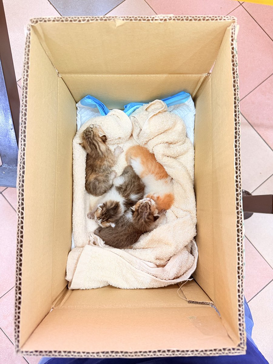 ruzanarhm's tweet photo. Anyonee urgent!! Ada sapa sapa sudi untuk jagaa kitten. Ada orang buang dan mak dia dh hilang maybe ketakutan 😣🥺 area setiawangsa https://t.co/2t7aRaebSr