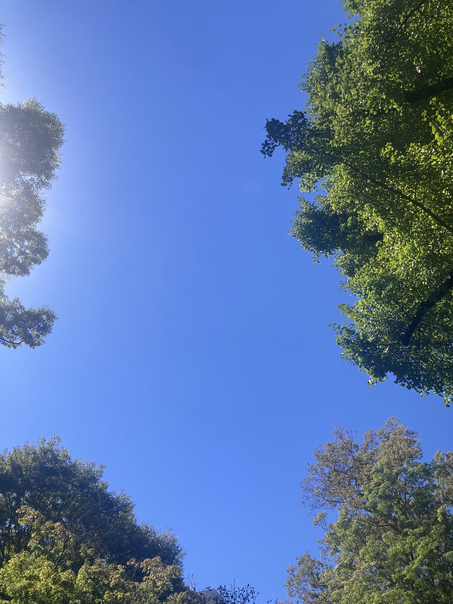 grinSeiShonagon's tweet photo. やっぱりお日様はいいよね
（暑いけど←文句言うな！）

お昼の散歩も復活 https://t.co/PHHMTM3bDi