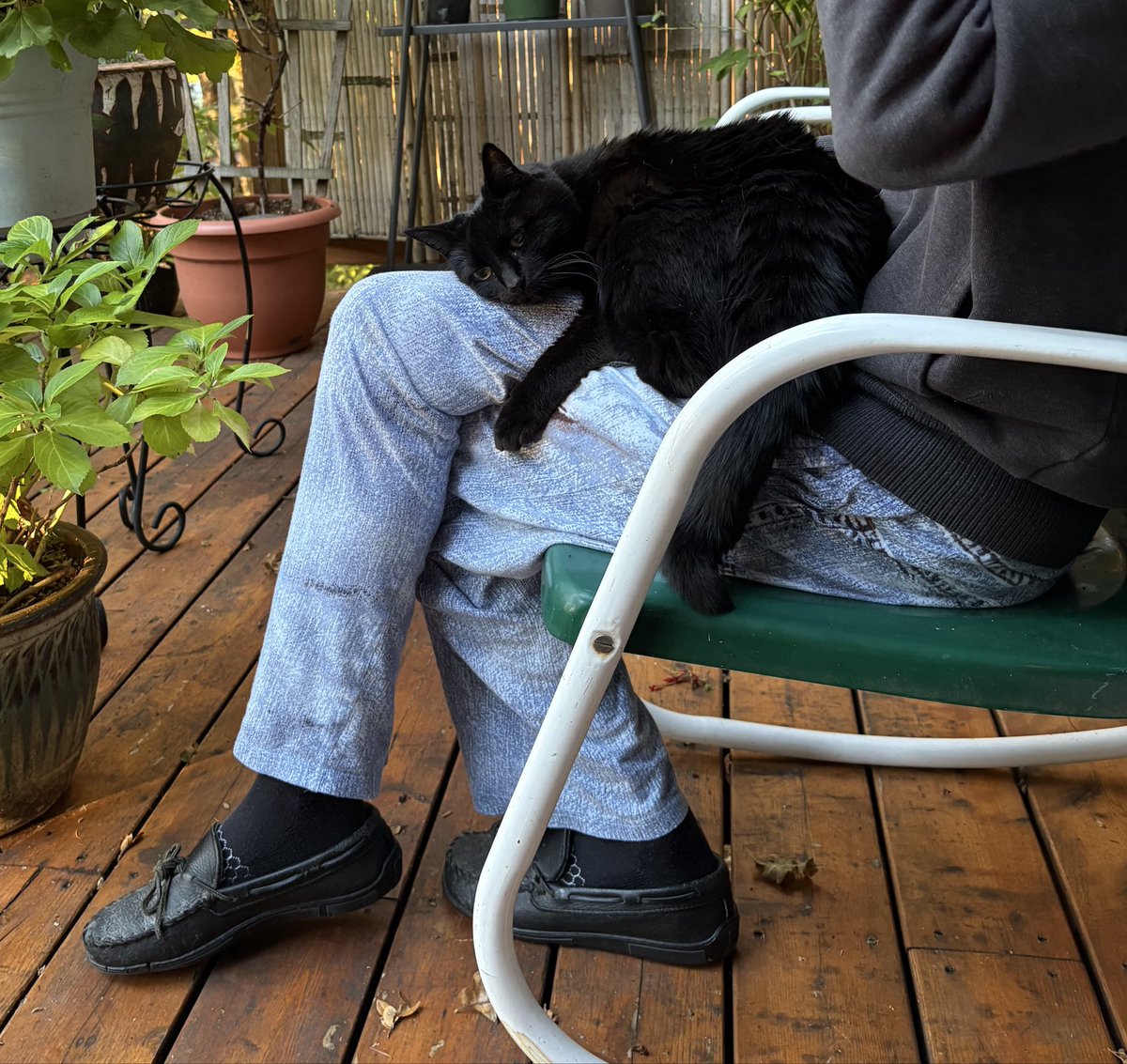zorbitoro's tweet photo. Here’s Snickers hugging my knee 😻 https://t.co/Ke0hVD7QL5