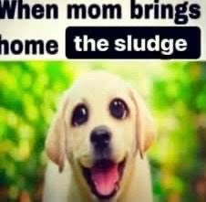 partytime_exe's tweet photo. @PeerJudgement When mom brings home the Sha https://t.co/r9i4qoY3uA