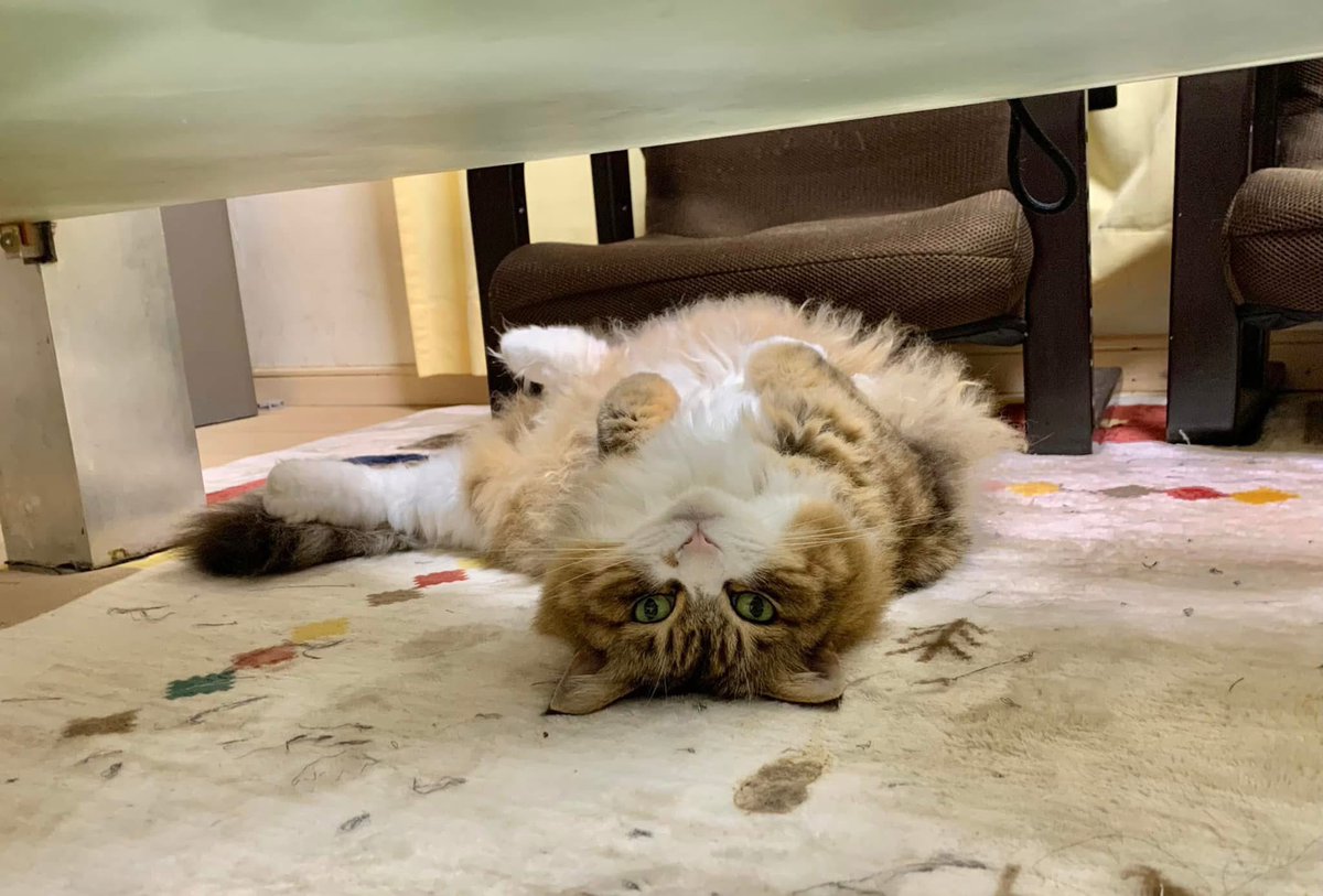 coindesugi's tweet photo. ２０２６年１０月１日１１時２１分
愛しの愛猫が虹の🌈橋を渡りました😭
沢山の癒しを２０年と５ヶ月もありがとう。
めちゃくちゃ辛いけど頑張って前に進むよ‼️😢

いつかまた逢おうね🌈愛しの… https://t.co/o0hM0HsY8F
