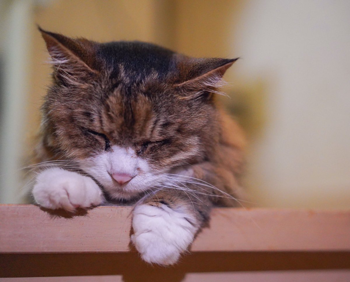coindesugi's tweet photo. ２０２６年１０月１日１１時２１分
愛しの愛猫が虹の🌈橋を渡りました😭
沢山の癒しを２０年と５ヶ月もありがとう。
めちゃくちゃ辛いけど頑張って前に進むよ‼️😢

いつかまた逢おうね🌈愛しの… https://t.co/o0hM0HsY8F