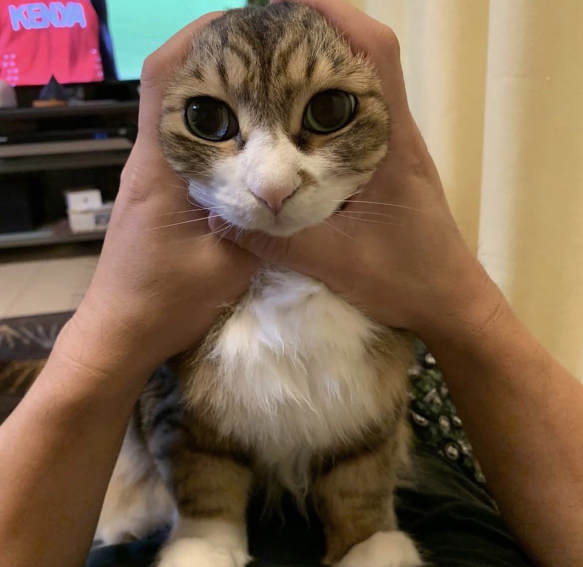 coindesugi's tweet photo. ２０２６年１０月１日１１時２１分
愛しの愛猫が虹の🌈橋を渡りました😭
沢山の癒しを２０年と５ヶ月もありがとう。
めちゃくちゃ辛いけど頑張って前に進むよ‼️😢

いつかまた逢おうね🌈愛しの… https://t.co/o0hM0HsY8F
