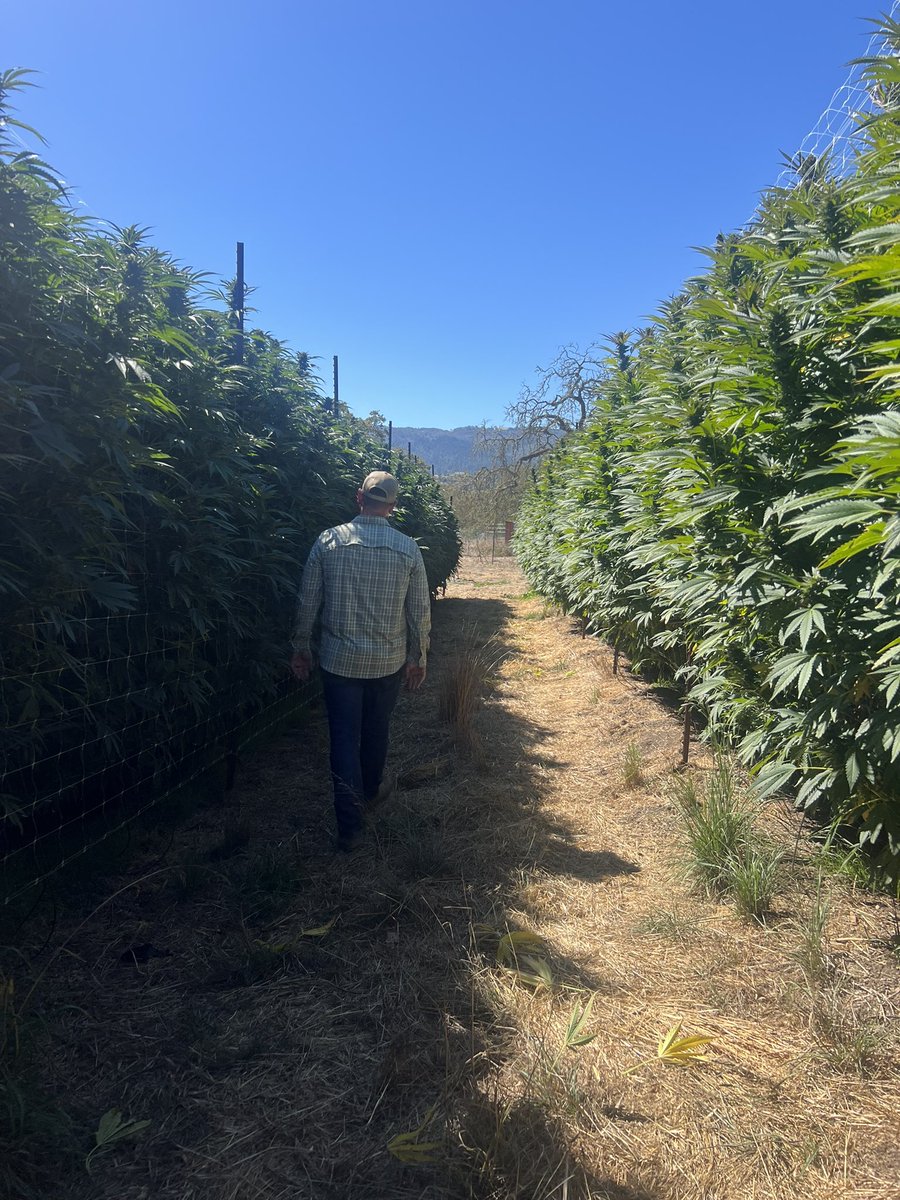 Ben_grows's tweet photo. I was lucky enough to tour Joy Ridge and their plants were absolutely dialed in. 🔥

Which brings up the age old debate…

Indoor vs outdoor?

A real blind taste test. Same genetics. Same cure. No labels. No BS.

Hand rolled and placed in front of you let your nose, palate and experience make the call.

Who’s winning ?

indoor or outdoor 👀🌱