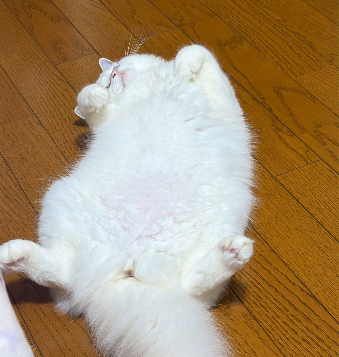 appple_o's tweet photo. かわいすぎる、毎日 https://t.co/LpM3rb5OC2