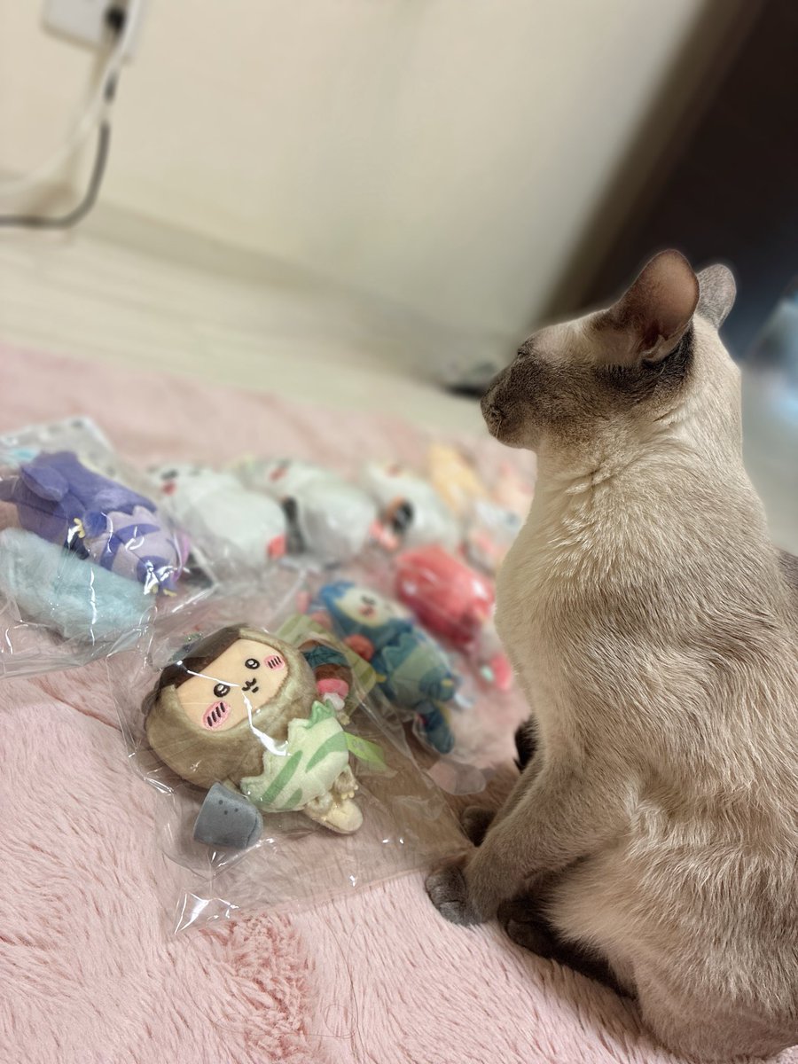 Chiharu_leCo's tweet photo. 新しく棚を買おうと思います(๑•́ω•̀๑)
呆れてるうちの🐱
ハロウィンの欲しいけど…争奪戦だろうなぁぁ🥹 https://t.co/RmhT9ukft2