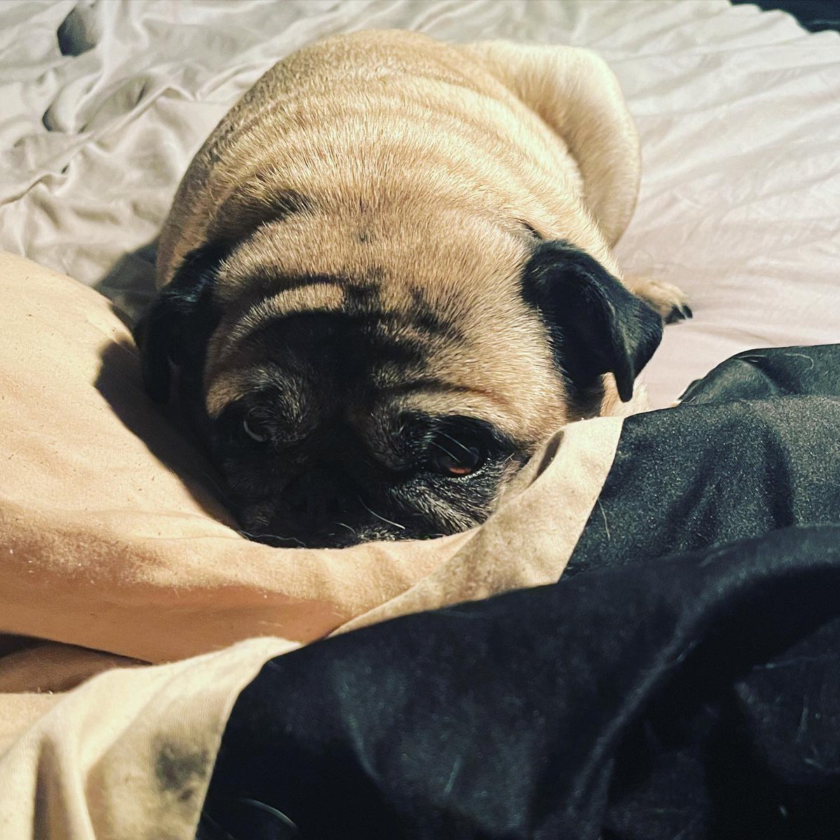 InesKmetso's tweet photo. Getting comfortable. https://t.co/GR1PTdlzOu