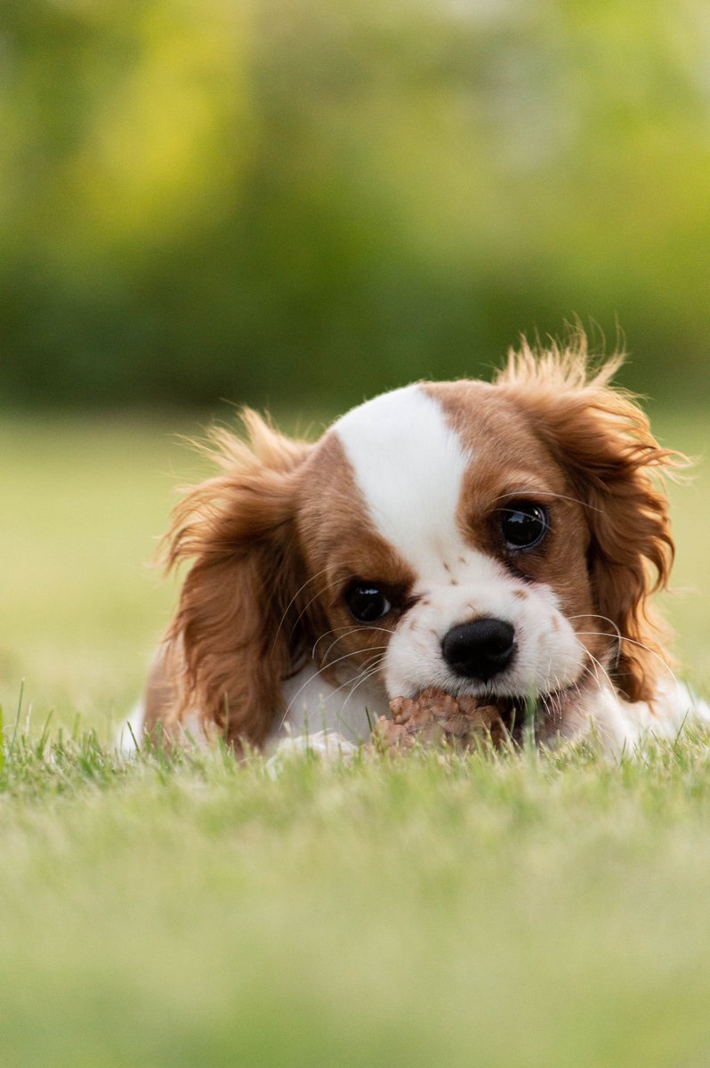 UnleashDogs1's tweet photo. Calling all dog lovers! Your pup deserves the best. Check out our new online store for dog supplies, made with your four-legged friend in mind.

Shop now at https://t.co/88Dhp71FLt

#UnleashDogs #DogSupplies #DogLovers #PetLovers #DogLife #ShopOnline
:: https://t.co/bE29dSI6gJ