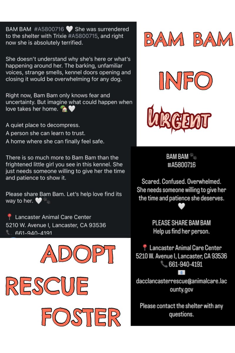 SarahjaneGille1's tweet photo. ⬇️🙏😞💦 9/30 BAM BAM HELP 😢‼️#DOGSMENTALSTRESS #DOGSANXIETYATSHELTERS #DOGSDHUTTINGDOWN = cruelty ! I cried seeing this video as well - sadness 💦
CAUGHT MY EYE 👁️ Why SADNESS 😞 HELP NOW ~ ‼️WATCH VIDEO ~ GORGEOUS ~ 3 Slides ‼️ ~ FOSTER get her OUT Bam Bam came in with Trixie
https://t.co/p35tcoeA1Y…
Meet BAM BAM 🆔 #A5800716 Female 2yrs old #GermanShepherd She is available @AnimaLancaster #california Entered 9/13
#REPOST 🟰 #SAVING
All dogs need to be seen noticed viewed liked attention promoted #SHARE Hopefully gets a NEW 📸!
Contact:
5210 West Avenue I
Lancaster, CA 93536
(661) 940-4191
acclancaster@animalcare.lacounty.gov
@mapleveewesem @SabaMekaZeus @LilaFlw @Iza_2021 @Timber_MT @RLA_1976 @itsadogslifersq @SueGillmeister @MarjonQ17isBACK @Rachian14148371