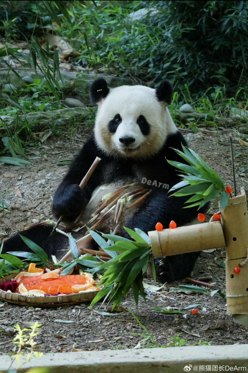 dreaming170804's tweet photo. @LoPzKkhTX911391 These photos are from their 7th birthday this year (born in 2019)! Meng Xiang (left) and Meng Yuan (right) 🐼🐼 https://t.co/KvO26kHLpm