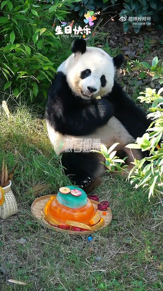 dreaming170804's tweet photo. @LoPzKkhTX911391 These photos are from their 7th birthday this year (born in 2019)! Meng Xiang (left) and Meng Yuan (right) 🐼🐼 https://t.co/KvO26kHLpm