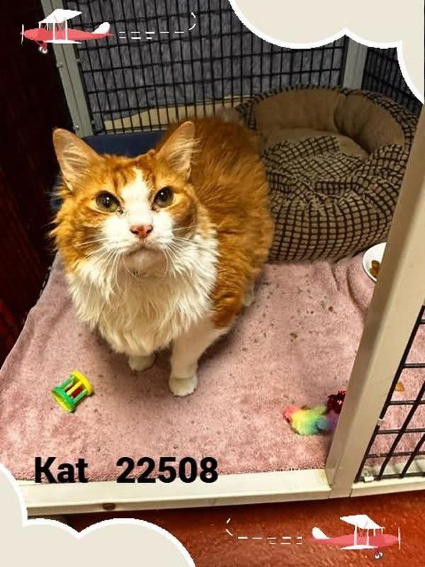 cobbkitties's tweet photo. 🚨🐱SENIOR ‼️
RESCUE/PLEDGES or ADOPTER NEEDED NOW
Shelter staff says Kat is the sweetest boy ever.

NAME: Kat
COMBO STATUS: negative
AGE: 9Y
SEX: Male - neutered
ID: 22508
CAGE: Kennel 6
IN SHELTER SINCE: 9/12/26
ADOPTION or RESCUE ONLY: Adoption

If yo… https://t.co/8x2zI9tyqQ https://t.co/z2GMfmKjD7