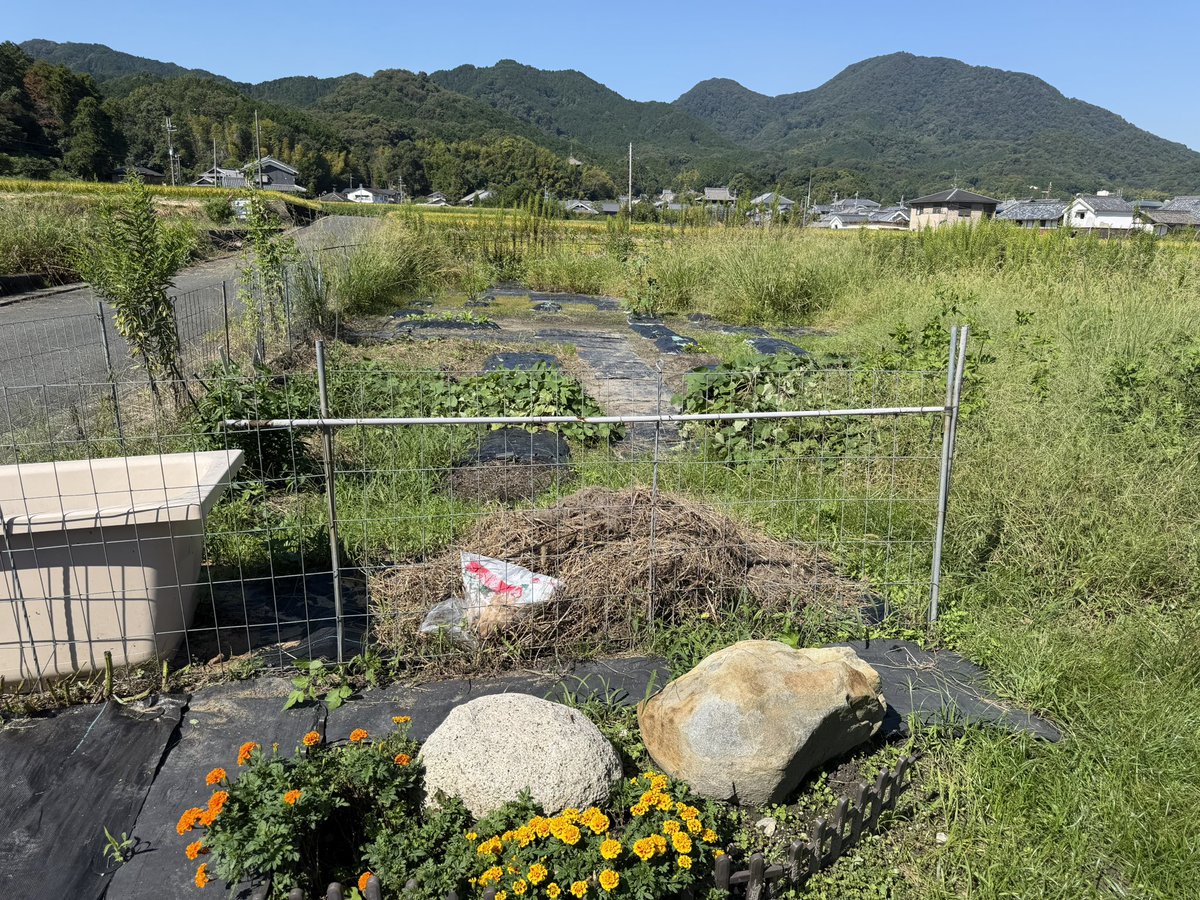 tk10121's tweet photo. ２週間半ぶりの畑

ずっと雨やったから大根発芽しないと思ってたらまさかの奇跡🤩

育ちますように、、、🙏

今日の収穫😁 https://t.co/DbTNnzLngu