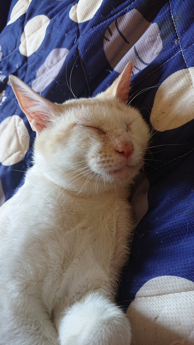 kyokora's tweet photo. 今日の猫 https://t.co/XEYuZcvtbV