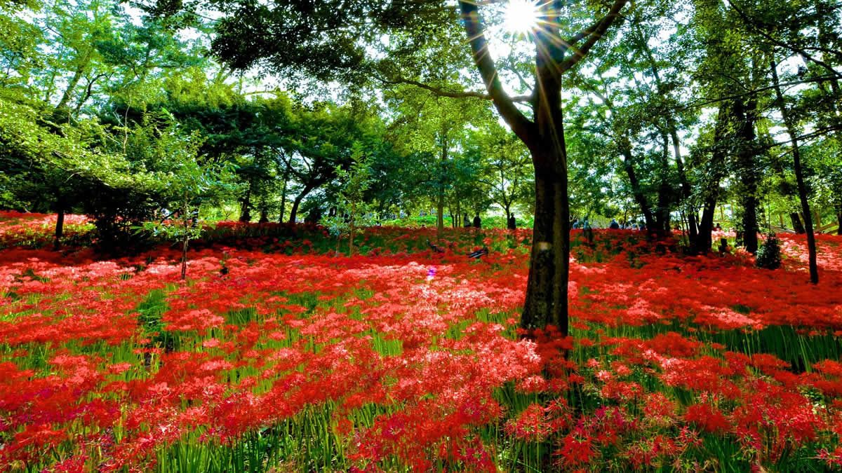 event_checker's tweet photo. 500万本の彼岸花が咲き誇る

「巾着田曼珠沙華まつり」開催中

見ごろになると辺り一面が真紅の世界に 
神秘的な光景が広がります

📅10/6(火)まで
📍埼玉県日高市

→ https://t.co/D8UkVvz44p https://t.co/2lkijZxnMh
