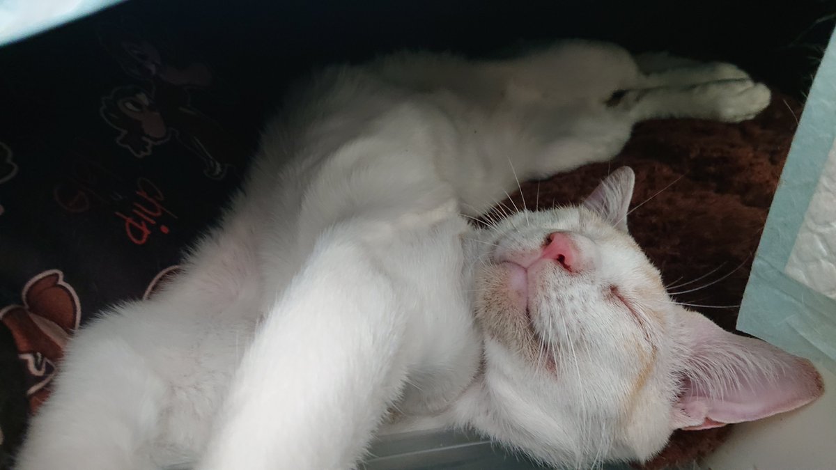 kyokora's tweet photo. 今日の猫 https://t.co/XEYuZcvtbV