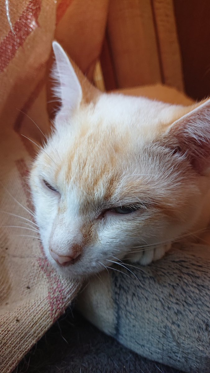 kyokora's tweet photo. 今日の猫 https://t.co/XEYuZcvtbV