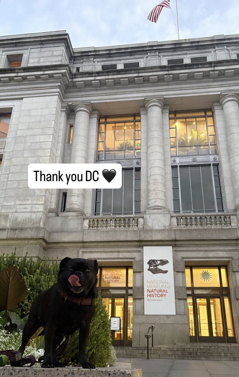 sourcebridgers's tweet photo. Princess Maxine via Phoebe’s Instagram story
”Thank you DC 🖤” https://t.co/mIMYPjmzY5