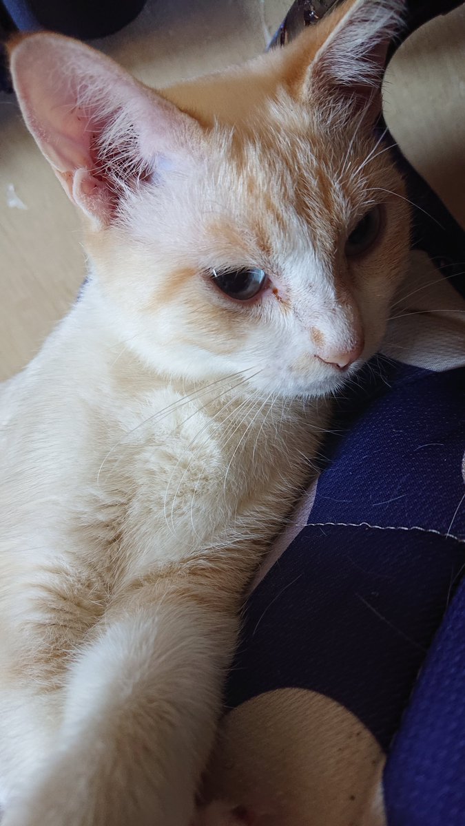 kyokora's tweet photo. 今日の猫 https://t.co/XEYuZcvtbV