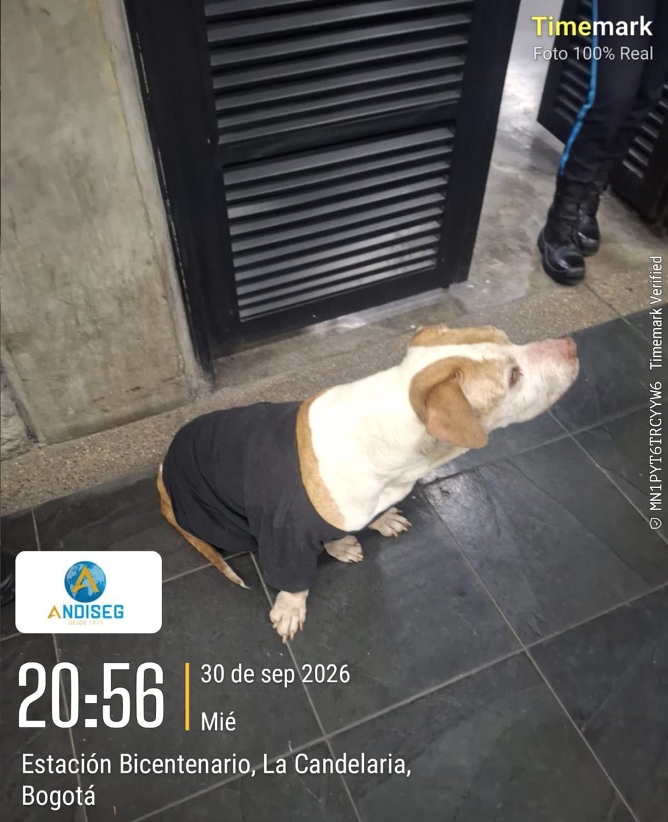 TransMilenio's tweet photo. 🐶💚 ¡Ayudemos a encontrar su familia!

Este perrito llegó a la estación Bicentenario y parece estar perdido. Queremos ayudarlo a regresar a casa.

📍 Si lo reconoces o sabes de quién es, comparte esta publicación para que llegue a su familia🐾

Tu mejor amigo también es el nuestro.