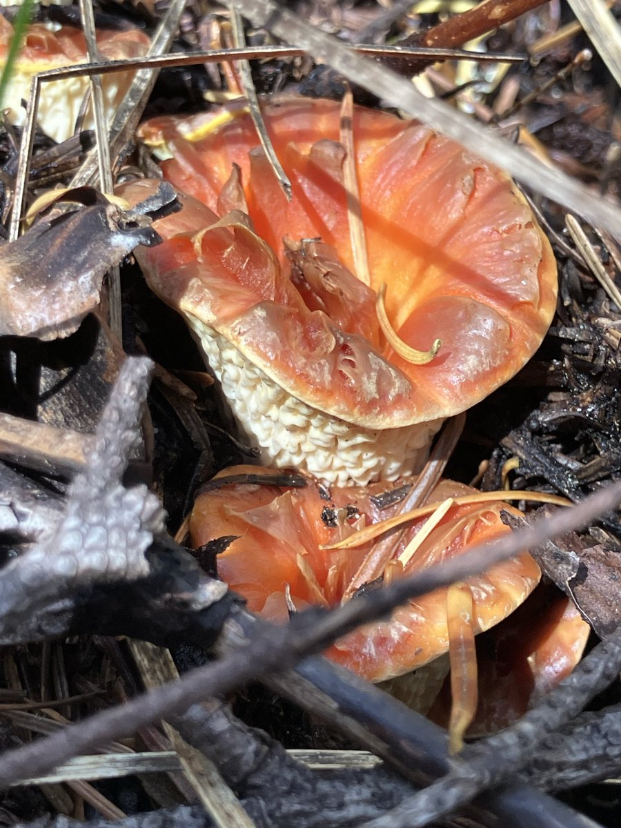 TSKPDX's tweet photo. Mt. Hood hike. Some fall colors and mushrooms. https://t.co/otFiSNyks9