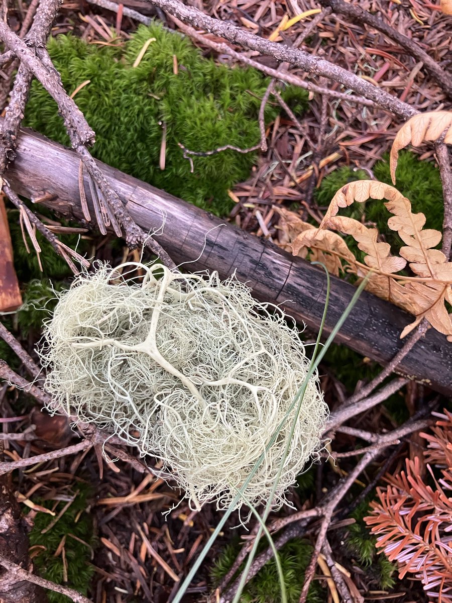 TSKPDX's tweet photo. Mt. Hood hike. Some fall colors and mushrooms. https://t.co/otFiSNyks9