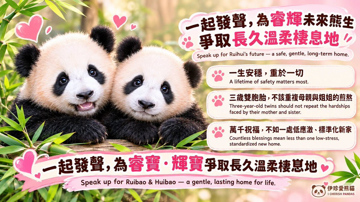 Lovepandas520's tweet photo. Please speak up for the Bao family. Thanks. Sharing it.
#Ruihui and her sister have a deep bond, please don't separate them too soon.
#Please consider the pandas' emotional changes and avoid excessive artificial intervention. https://t.co/kaTdKUpL0D