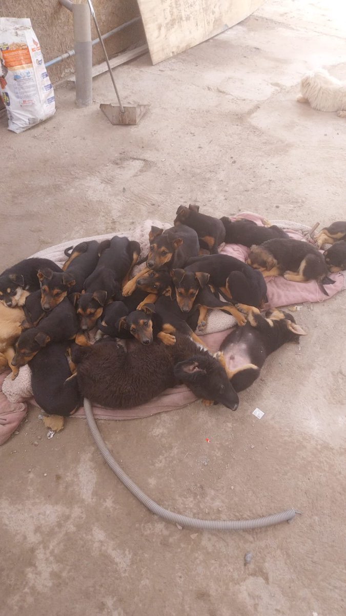 sol_palacios_m's tweet photo. Necesitamos ayuda para comprar alimento y camitas para los 17 cachorritos como saben estamos construyendo, son 17 cachorritos que se comen un saco de 15 kg x día aparte de los adultos😔
Les pedimos ayuda para alimentarlos💔😭
Solange Palacios
Banco estado
Cuenta rut
17.376.209-7 https://t.co/mskjNt25hf
