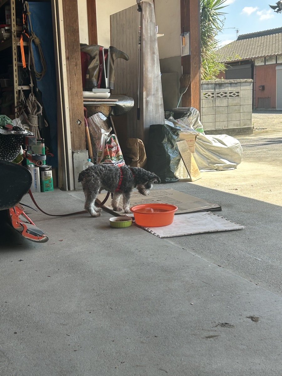 JOJO58906420's tweet photo. 迷子犬保護中〜！
飼い主さーん無事ですからねー！！
早く警察か香川県三豊市西讃保健所に連絡してみて〜 https://t.co/VFzBwiP0RZ